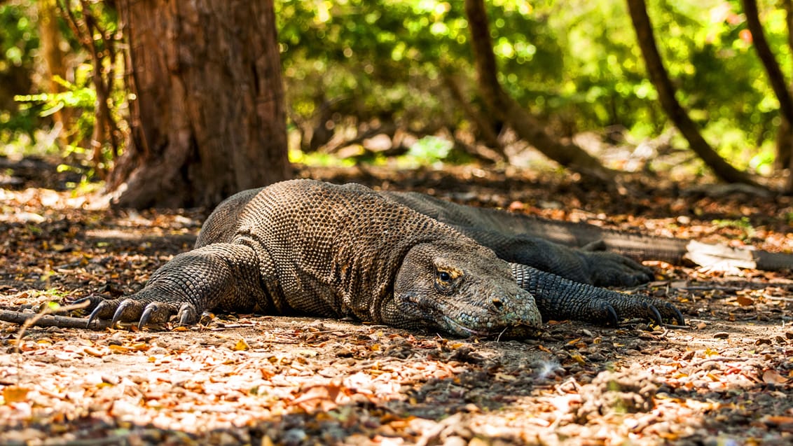 Oplev Komodo Nationalpark på Rinca Island