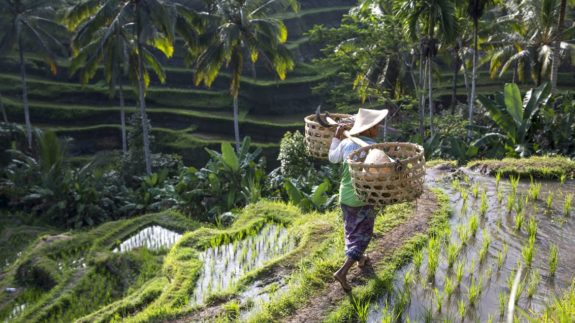 Få store oplevelser på Bali