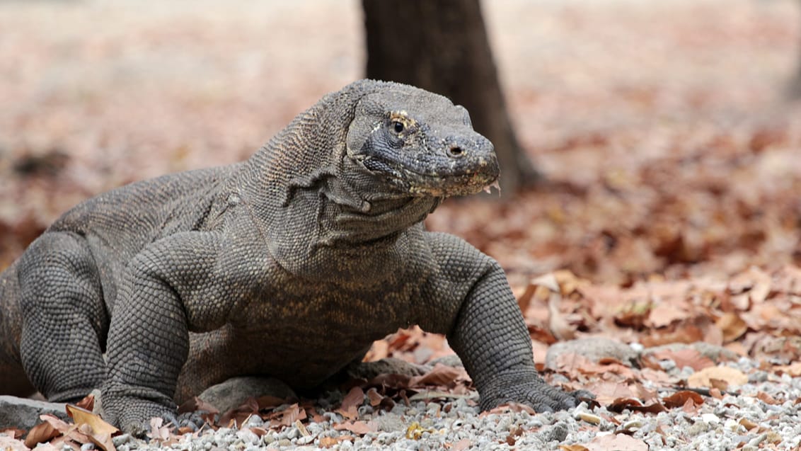 Oplev Komodo Nationalpark