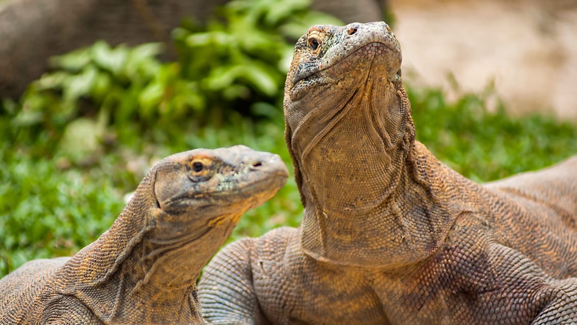 Oplev Komodo Nationalpark