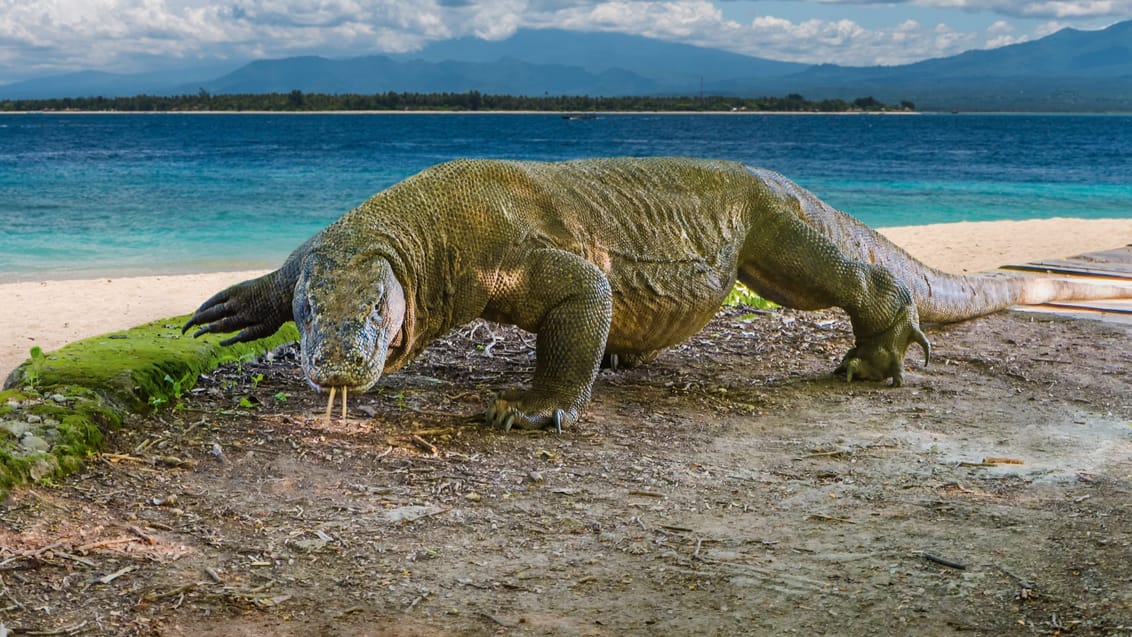 Oplev Komodo Nationalpark i Indonesien