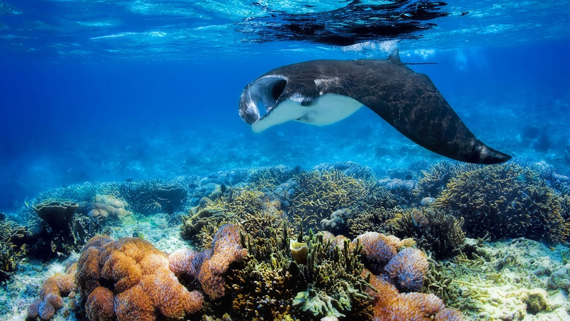 Snorkling i Komodo Nationalpark