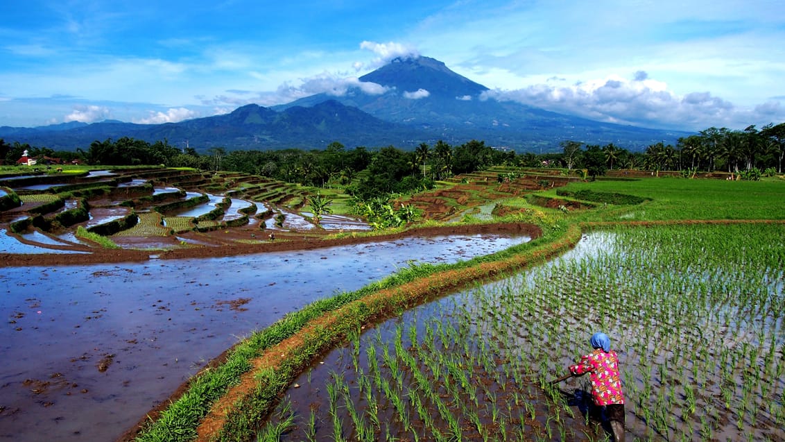 Udforsk Ubud på egen hånd