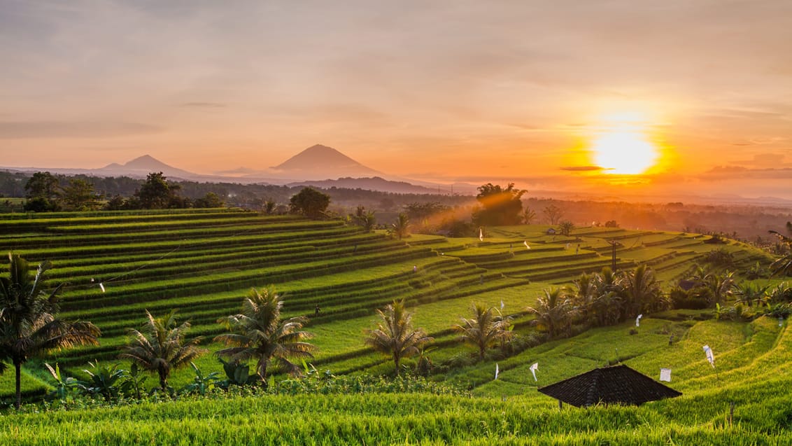 Udforsk den smukke natur ved Ubud på Bali