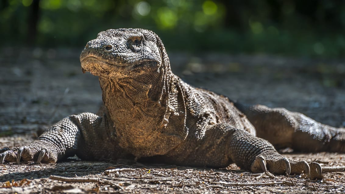 Oplev Komodo Nationalpark