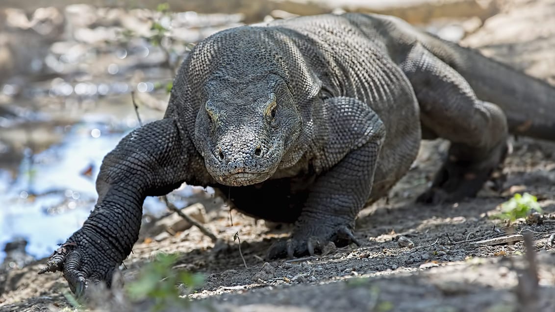 Oplev Komodo Nationalpark