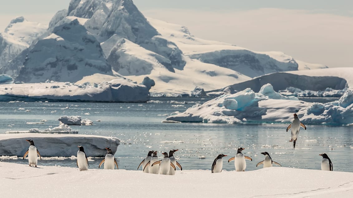 Pingviner, Antarktis