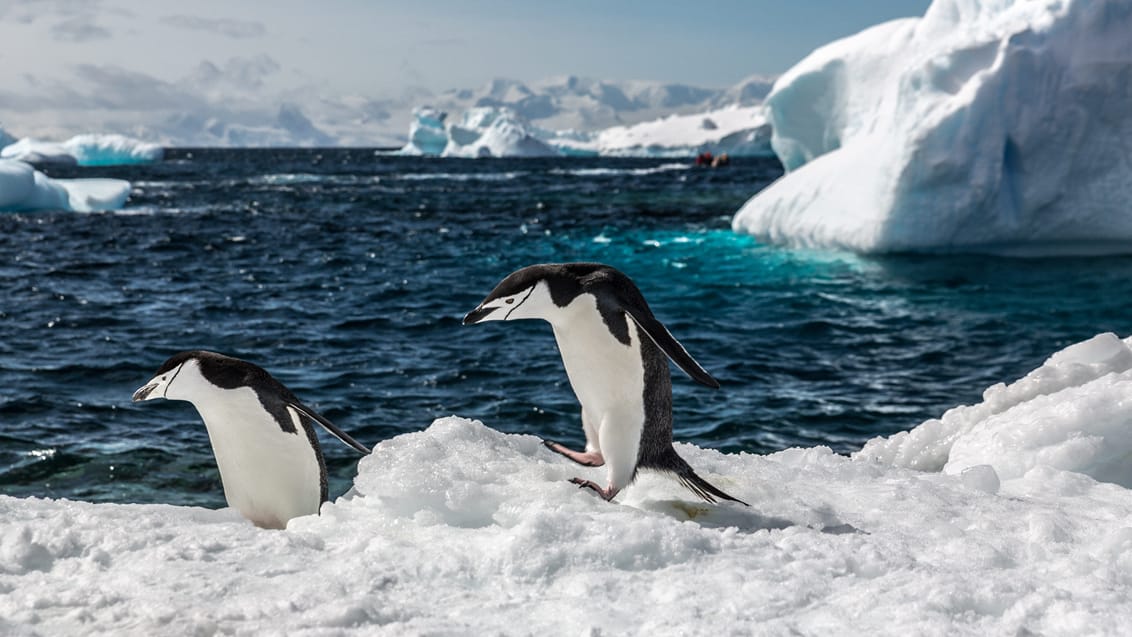 Chinstrap pingvinen er kendetegnet ved sin markante sorte stribe som forbinder det sorte mærke på hovedet med en streg under hagen