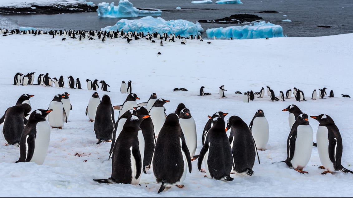 Gentoo pingviner, Antarktis