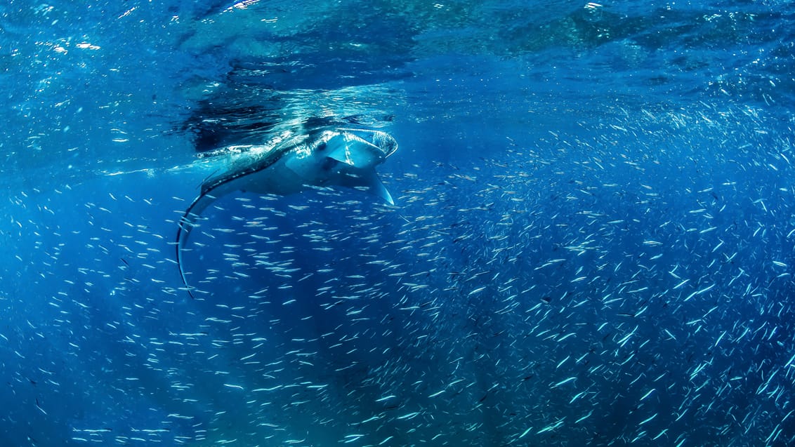 Tag på snorkeltur med manta rays ved Coral Bay