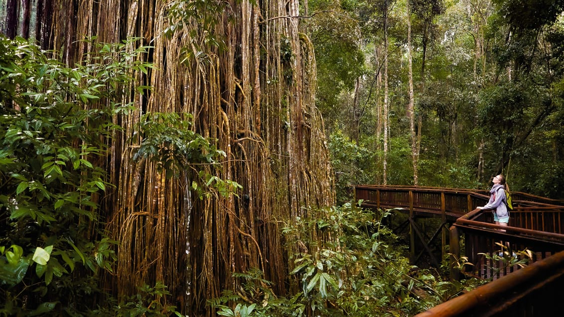 Fig Tree, Atherton Tablelands, Queensland