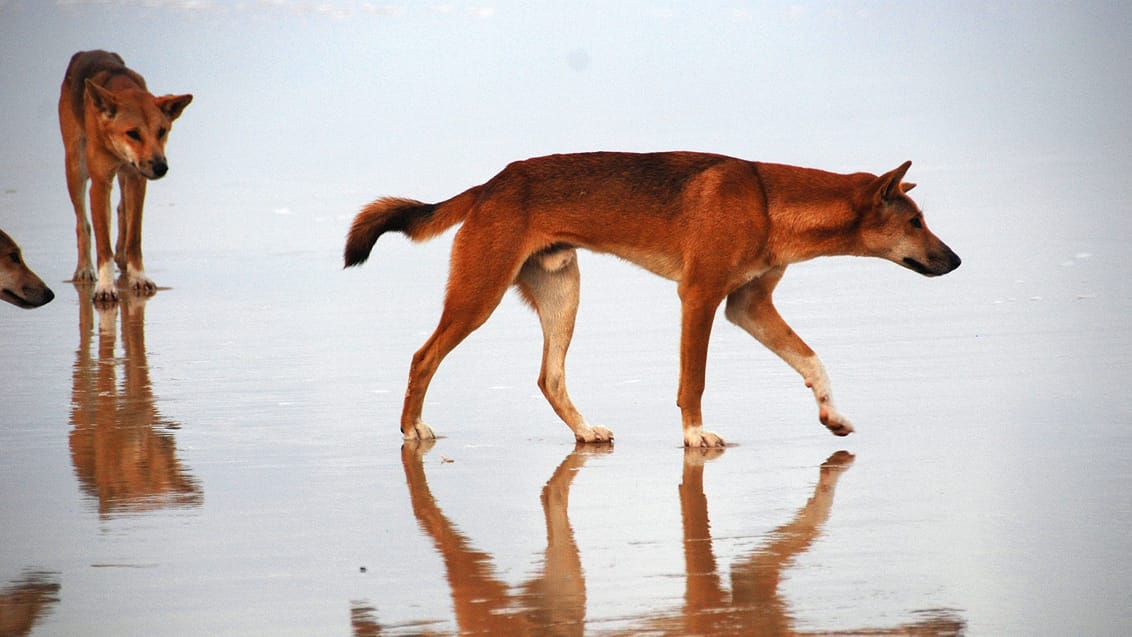 Vilde dingoer på stranden på Fraser Island