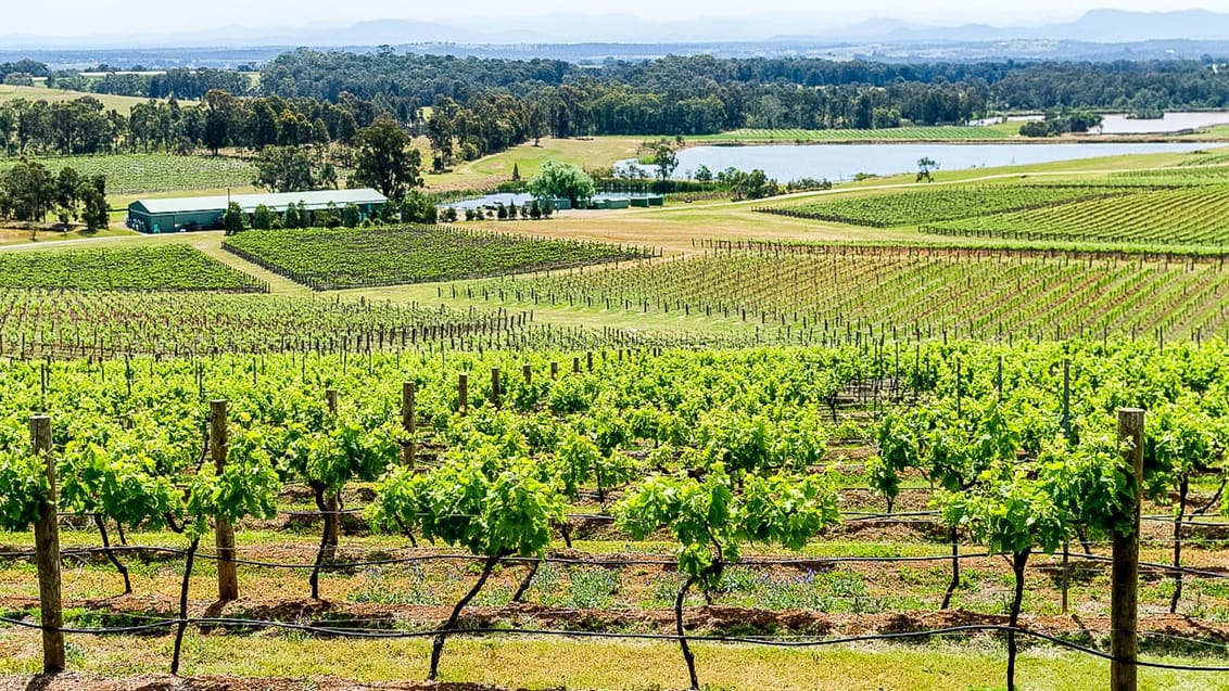 Udsigt over vinstokkene i Hunter Valley