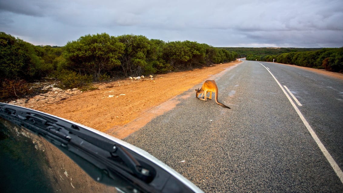 Kænguru på vejen, Pinnacles Desert