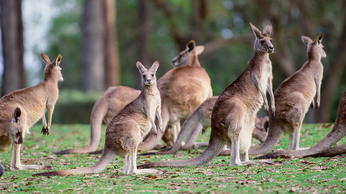 Kænguruer i Grampians Nationalpark, Victoria