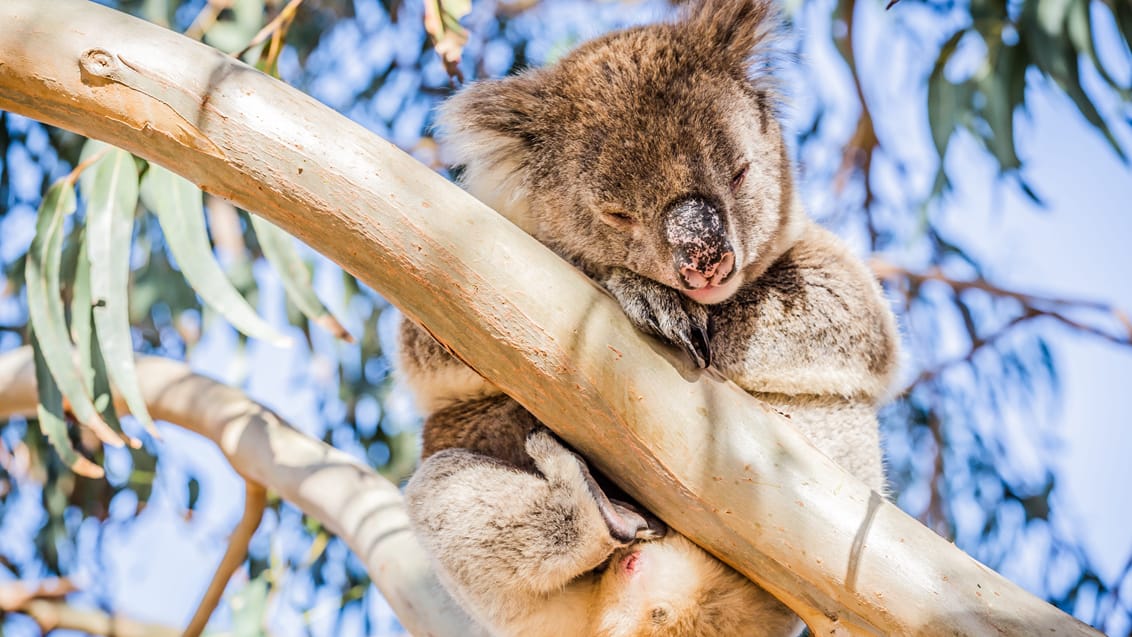 Koala i eucalyptustræ, Kangaroo Island