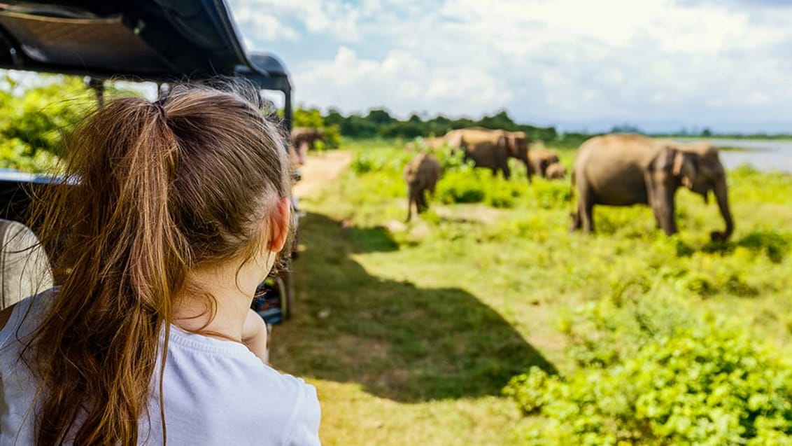 Spændende elefantsafari i Minneriya Nationalpark