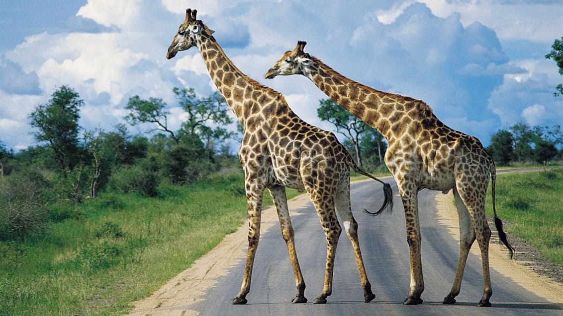 Giraffer krydser vejen i Kruger Nationalpark