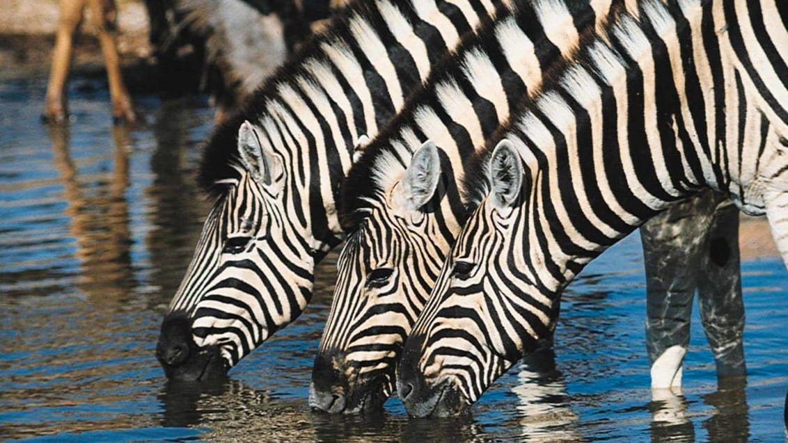 Drikkende zebraer på en safaritur