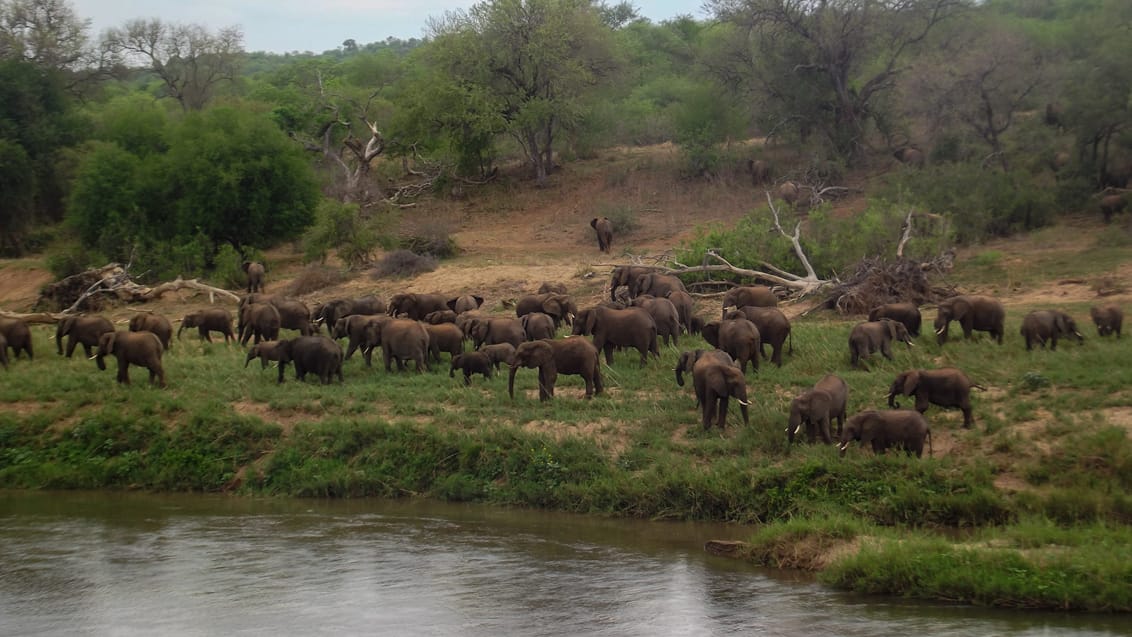 safari sydafrika og mauritius