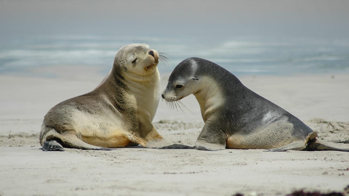 Oplev sæler på strandene på Kangaroo Island