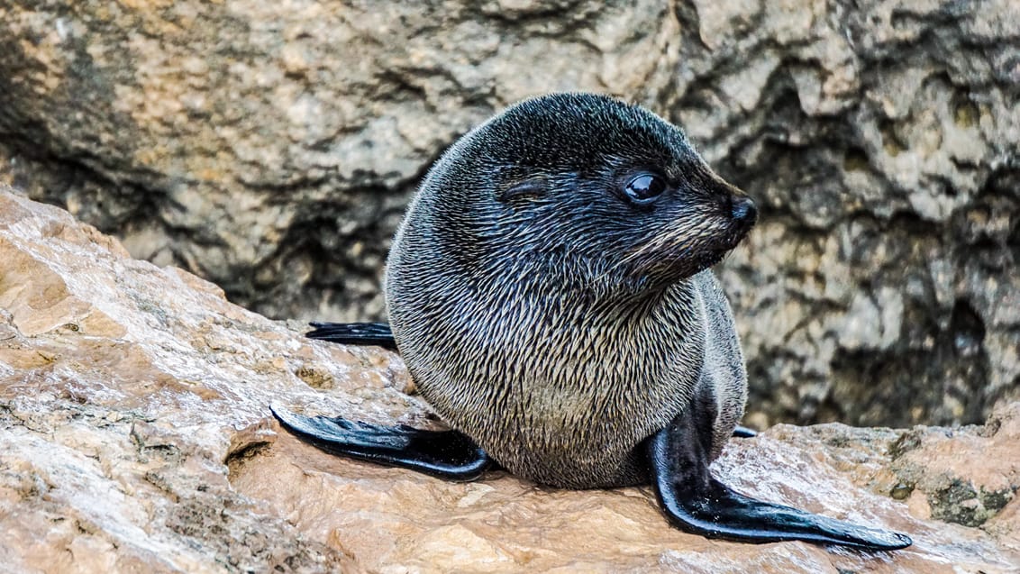 Sælunge på Kangaroo Island