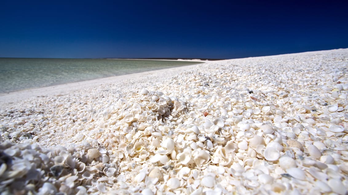 Shell Beach i Shark Bay, Vestaustralien