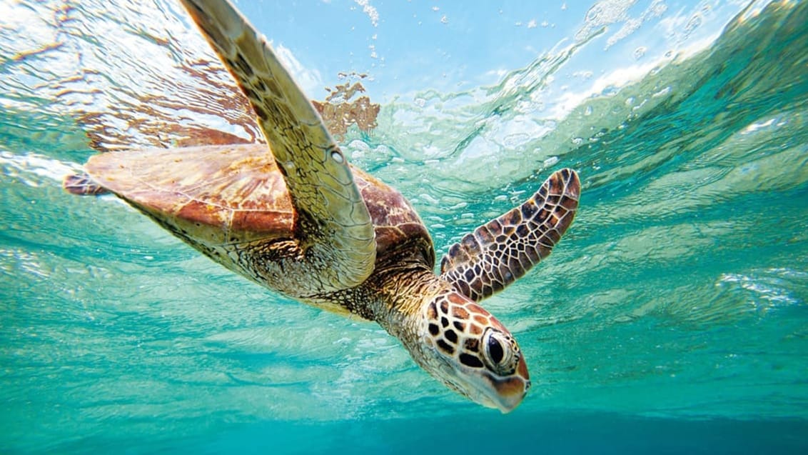 Kom helt tæt på denne flotte fyr på  din snorkeltur