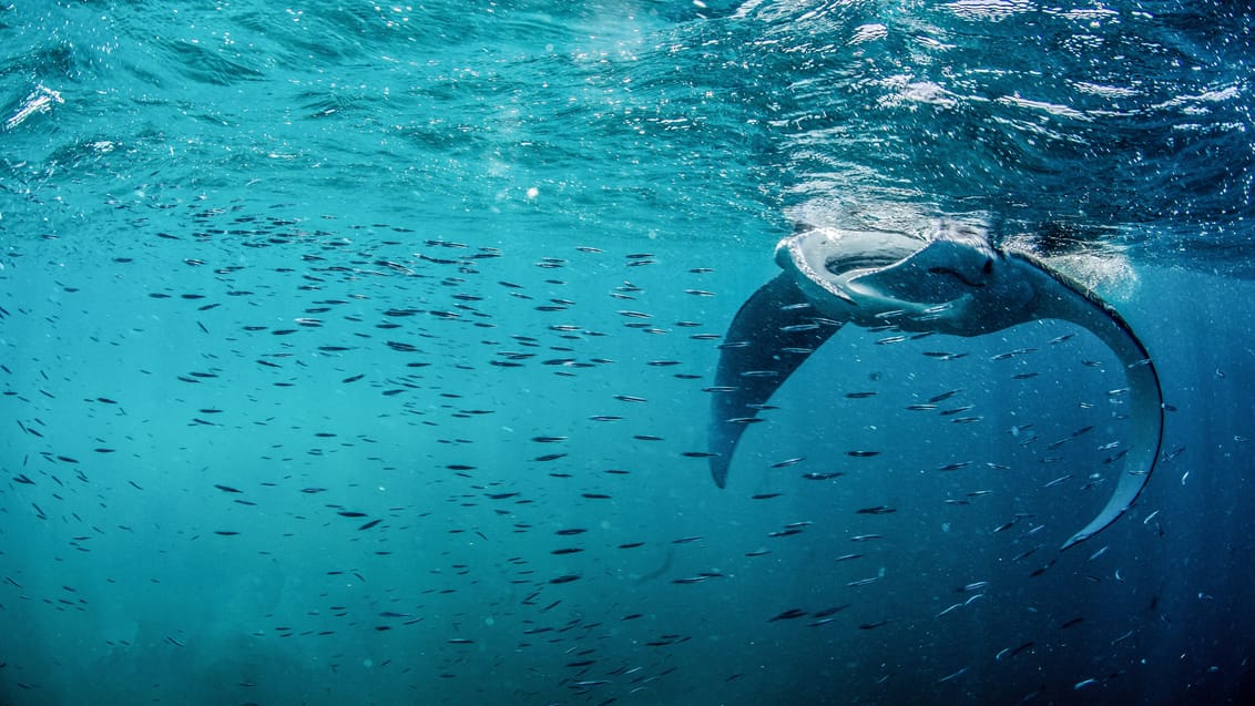 Tag på snorkeltur med manta rays ved Coral Bay