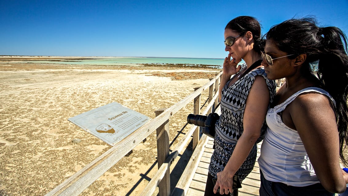 Stromatolitter ved Shark Bay