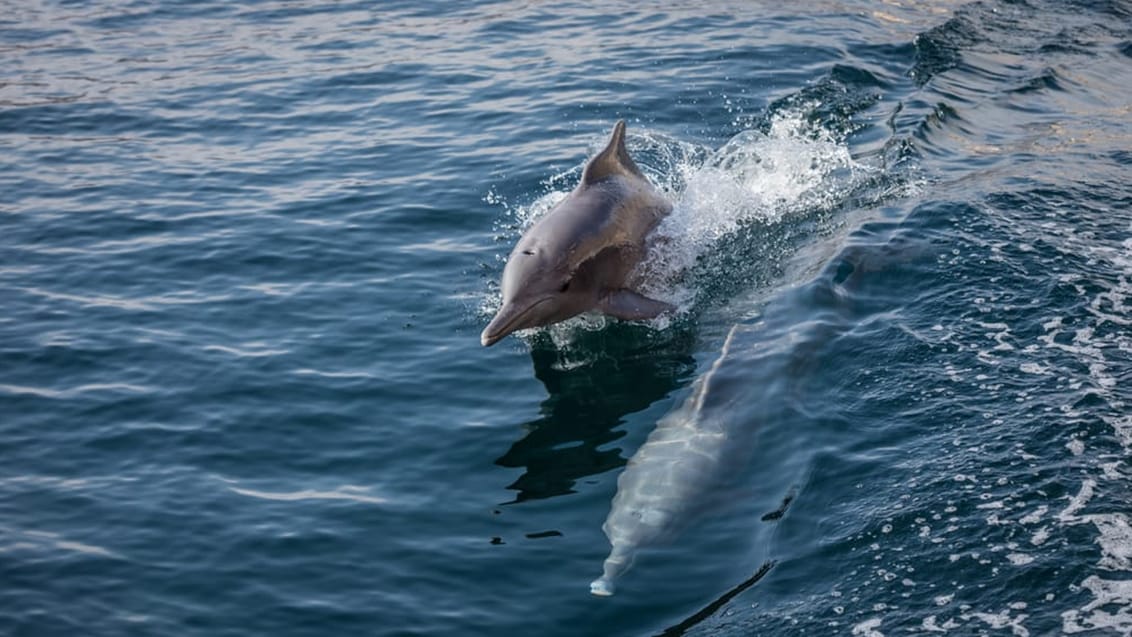 Spot de vilde delfiner ved kysterne omkring Musandam, Oman