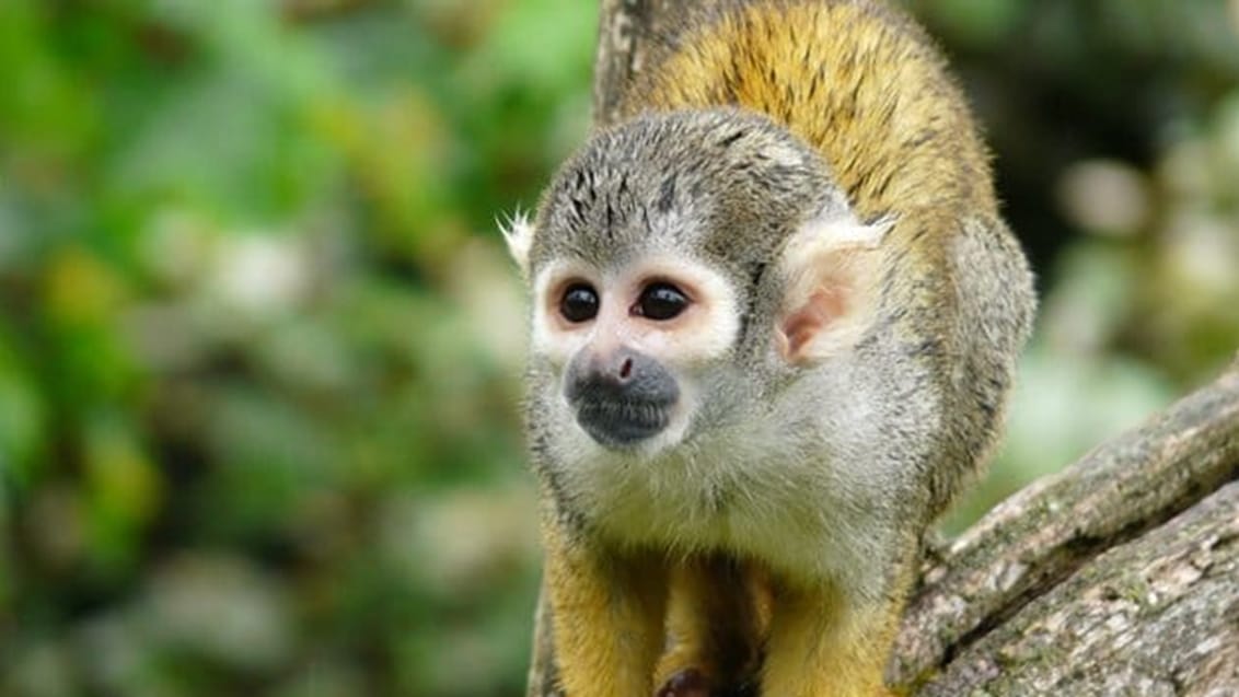 Abe, Manu National Park, Peru