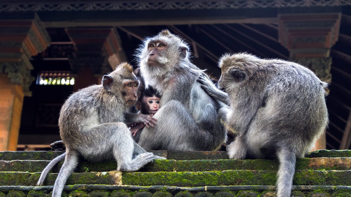 Abetemplet Ubud