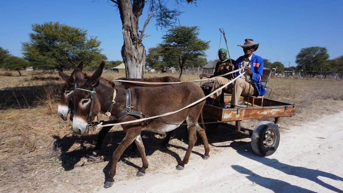 Æsel transport, Botswana
