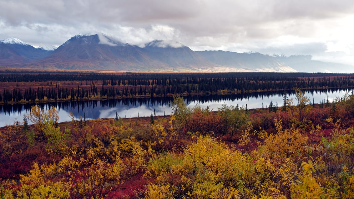 Tundra og bjerge på køreturen fra Talkeetna til Denali