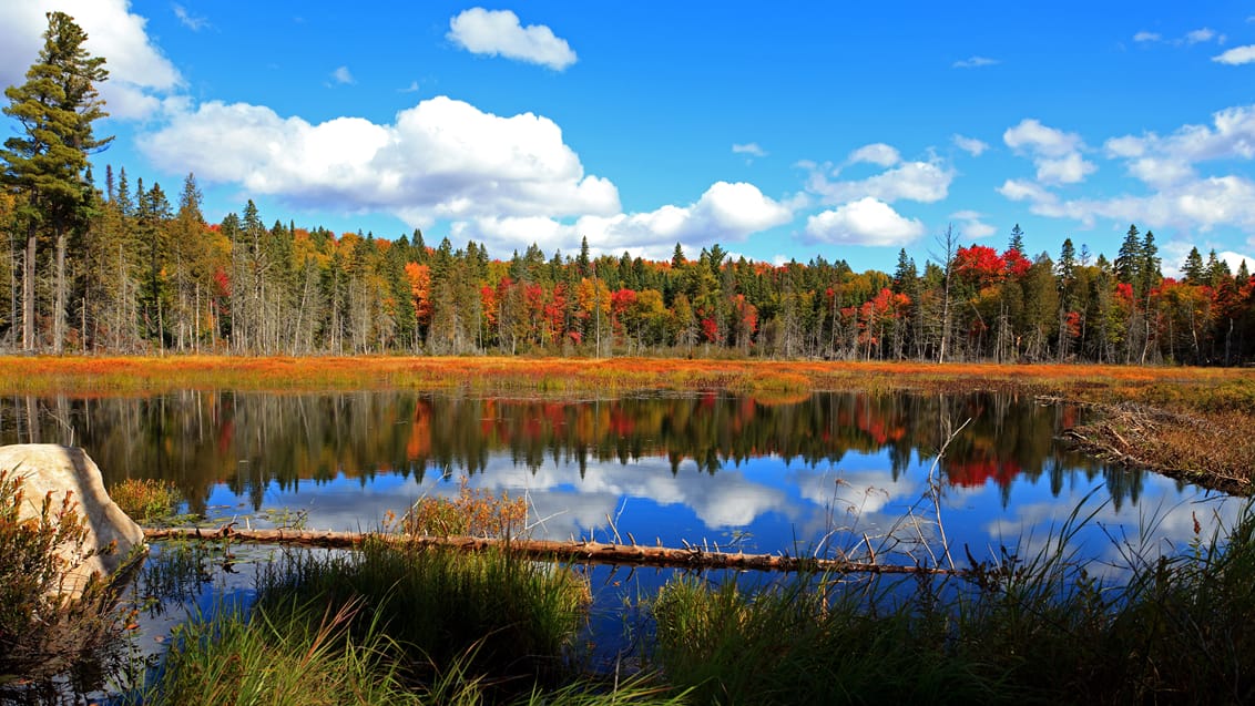 Algonquin Provincial Park, Canada