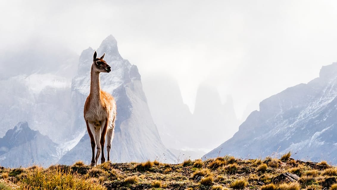 Det er muligt at se Alpacaer i Patagonien og i området omkring Salta
