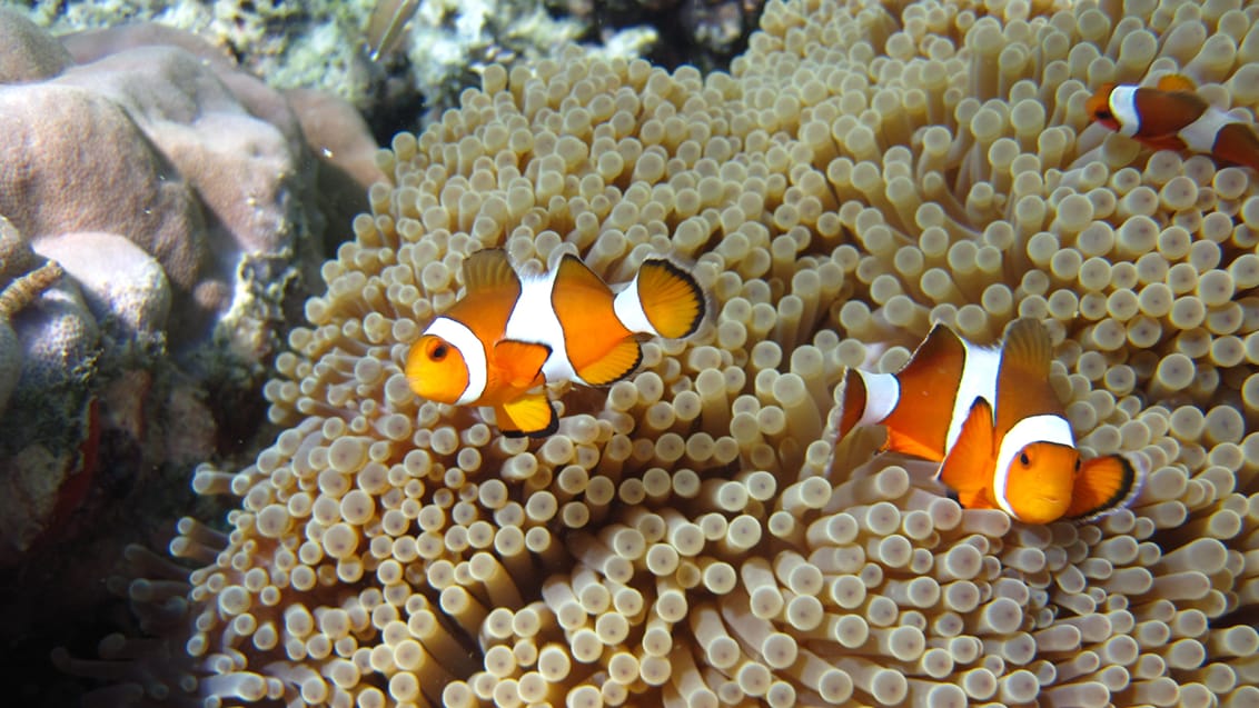 Andaman snorkel discovery, Thailand