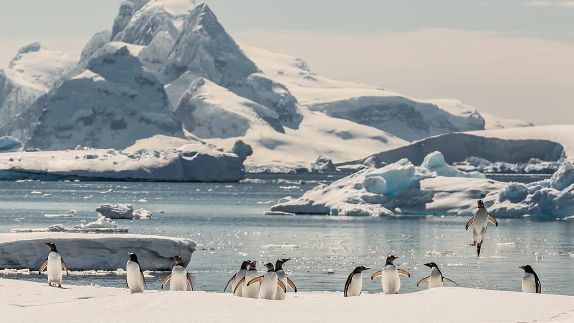 Gentoo pingviner, Antarktis