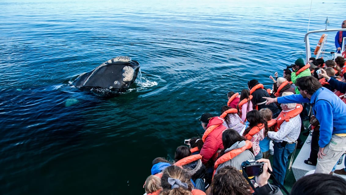 I hvalsæsonen (juni – november) kan du desuden se hvaler her i området