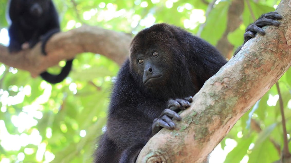 Kom tæt på brøleaberne i Community Baboon Sanctuary