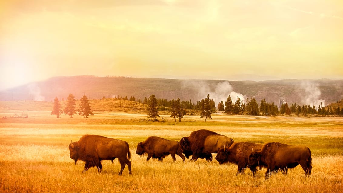Bison flok i Yellowstone Nationalpark