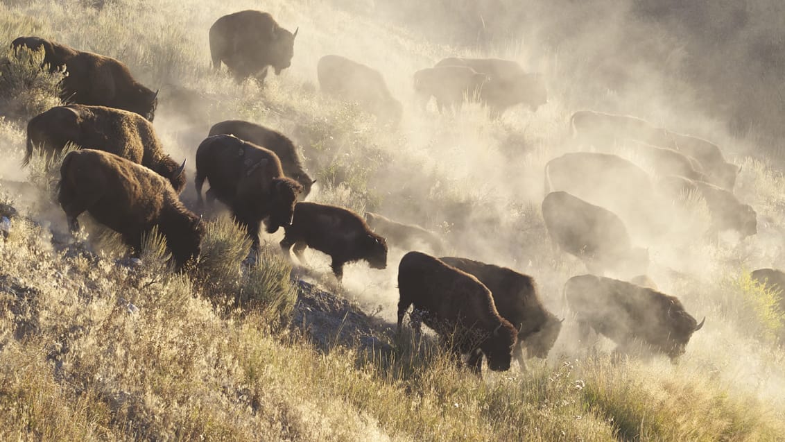 Bison flok i Yellowstone