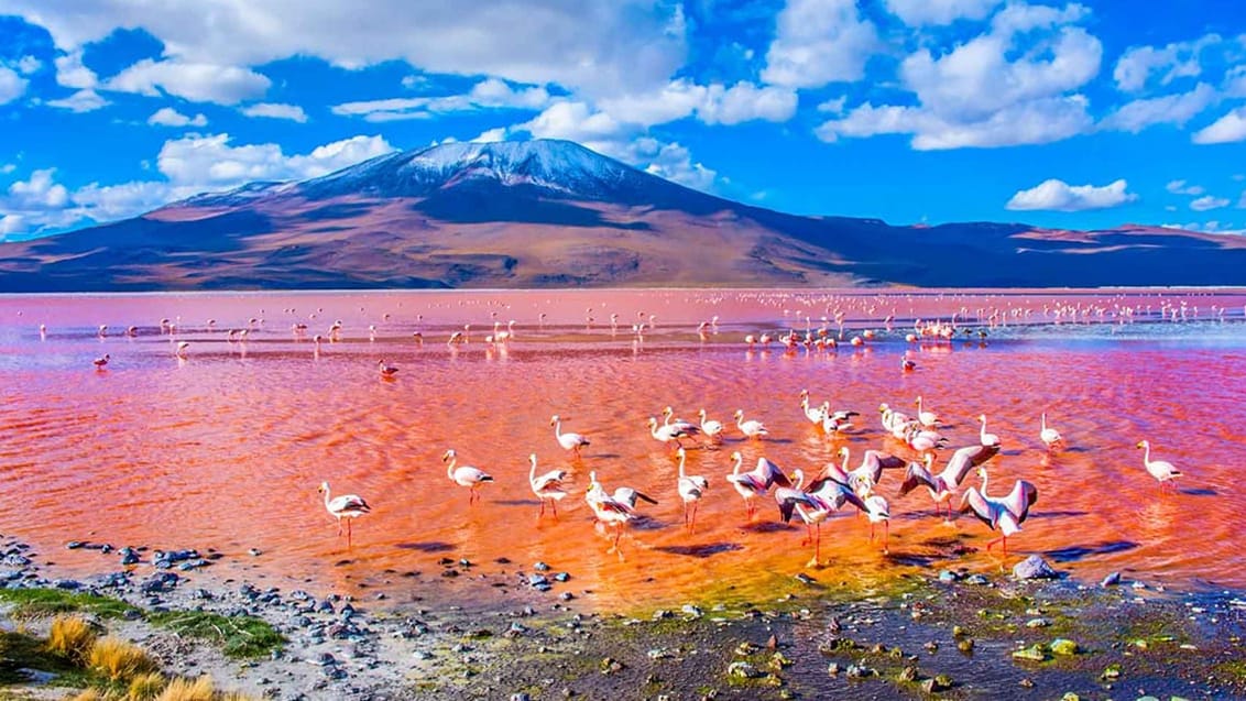 Laguna Colorada i Salar de Uyuni