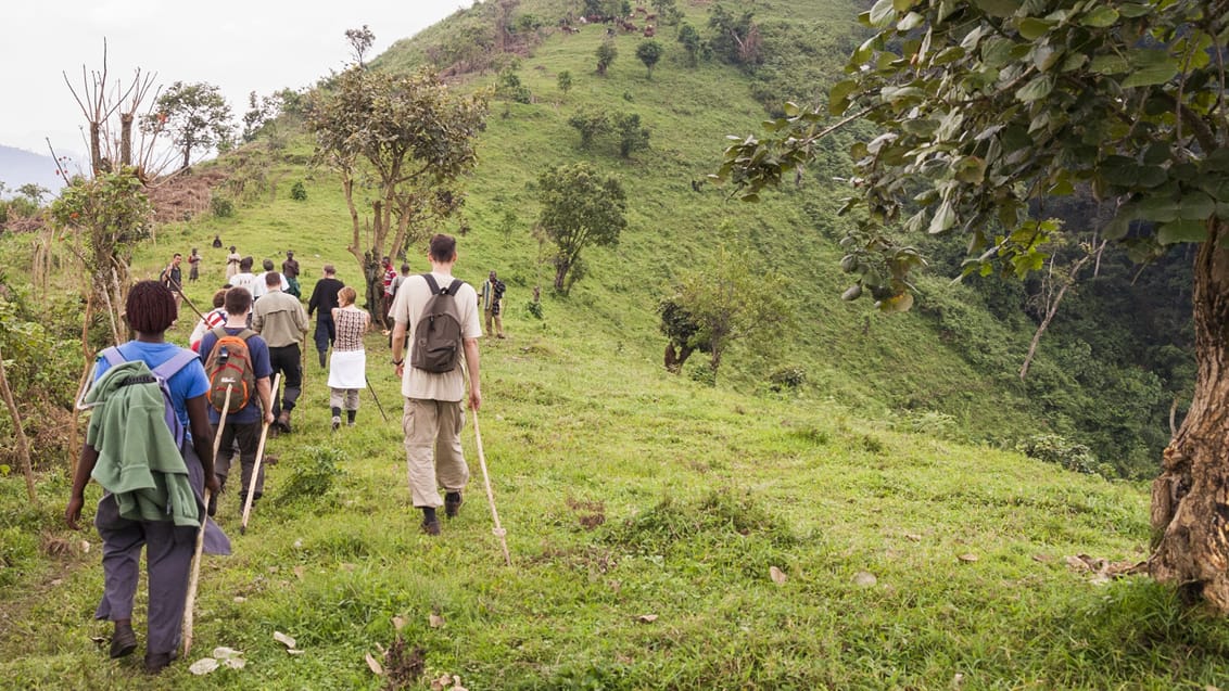 Gorilla trekking Bwindi nationalpark i Uganda