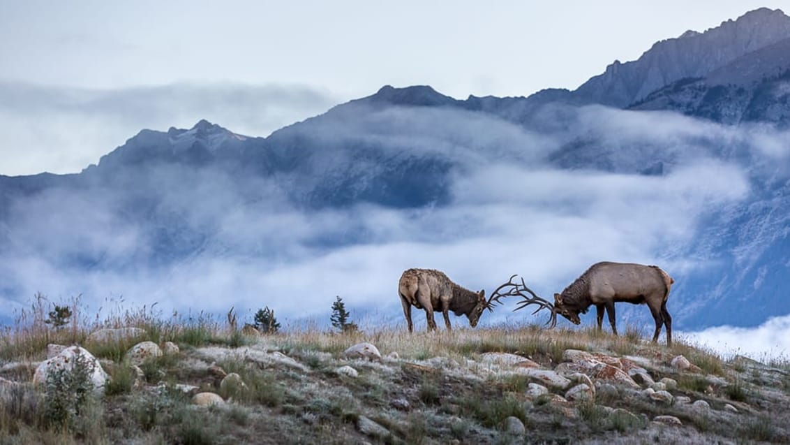 En rejse med Rocky Mountaineer er en fantastisk togrejse som udover smuk natur også byder på forkælelse med gastronomi, design og eminent service.