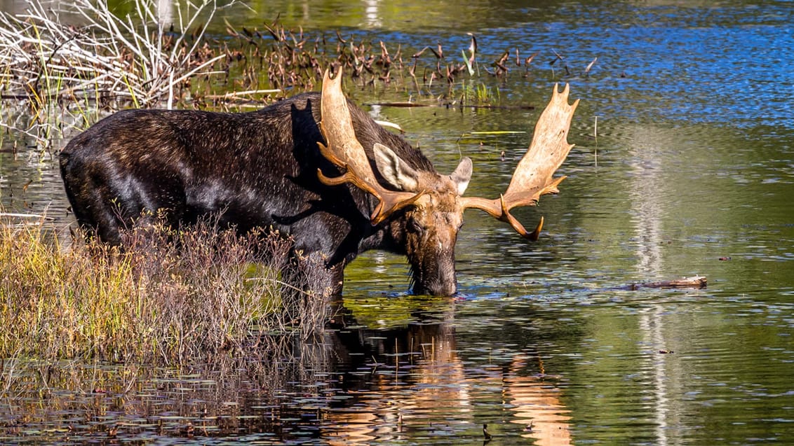 Oplev vilde dyr som elge i Algonquin Provencial Park