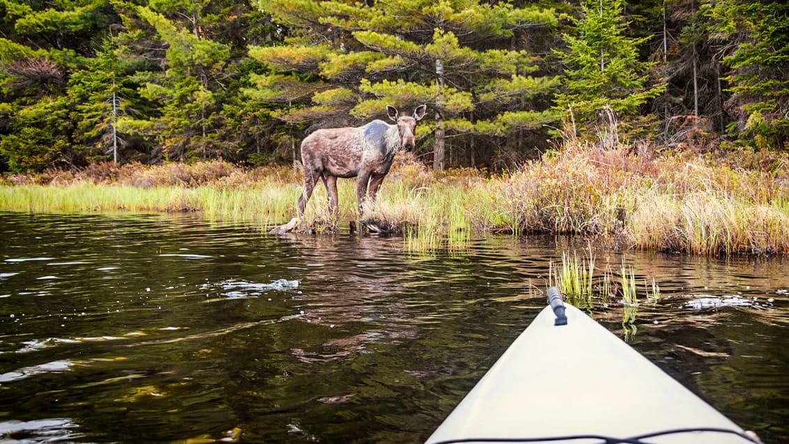 Kom tæt på de vilde dyr i Algonquin Provincial Park