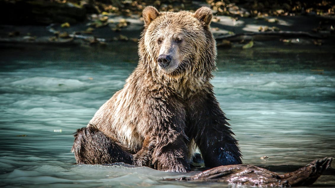 I Canada finder du et varrieret dyreliv. For bedst, og sikrest, at opleve bjørne anbefaler Jysk Rejsebureau, at du tager på en wildlife tour med en guide