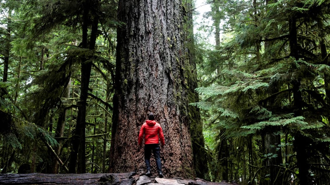 Oplev de enorme Douglas grantræer i Cathedral Grove på Vancouver Island
